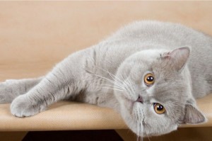 Фото лиловых британцев: взрослые лиловые британские коты и кошки     